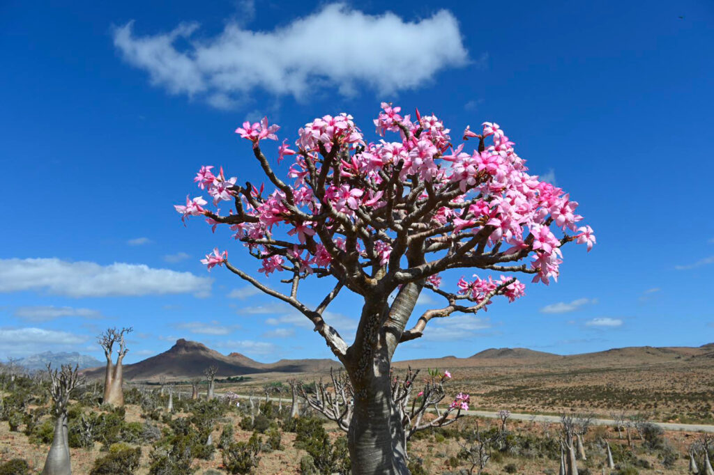 Socotra