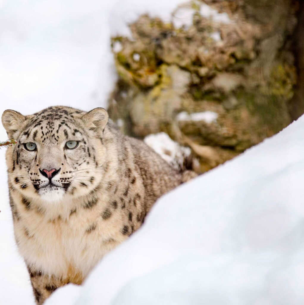 snow-leopard004