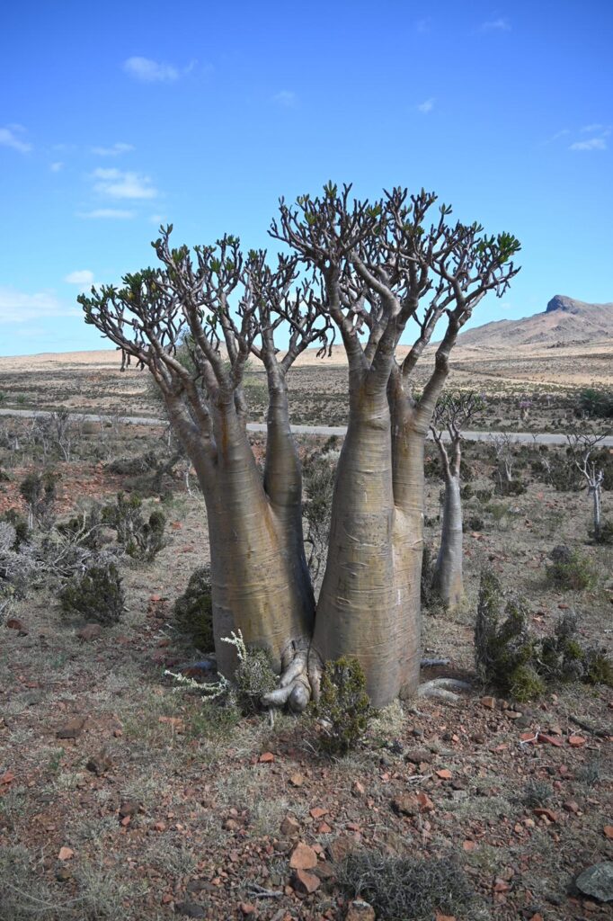 WhatsApp Image 2026-02-05 at 15.17.20 (3)