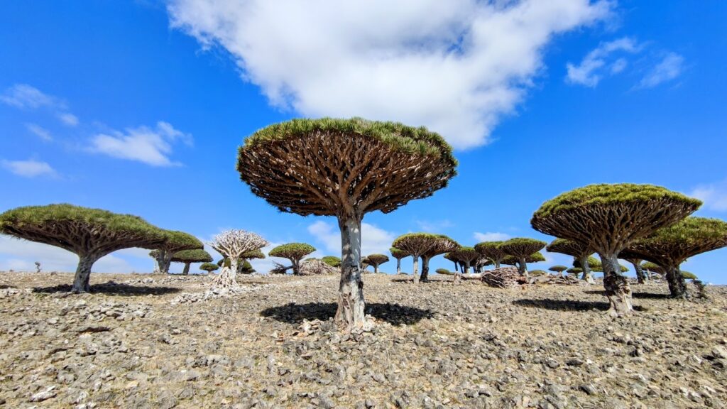 Socotra