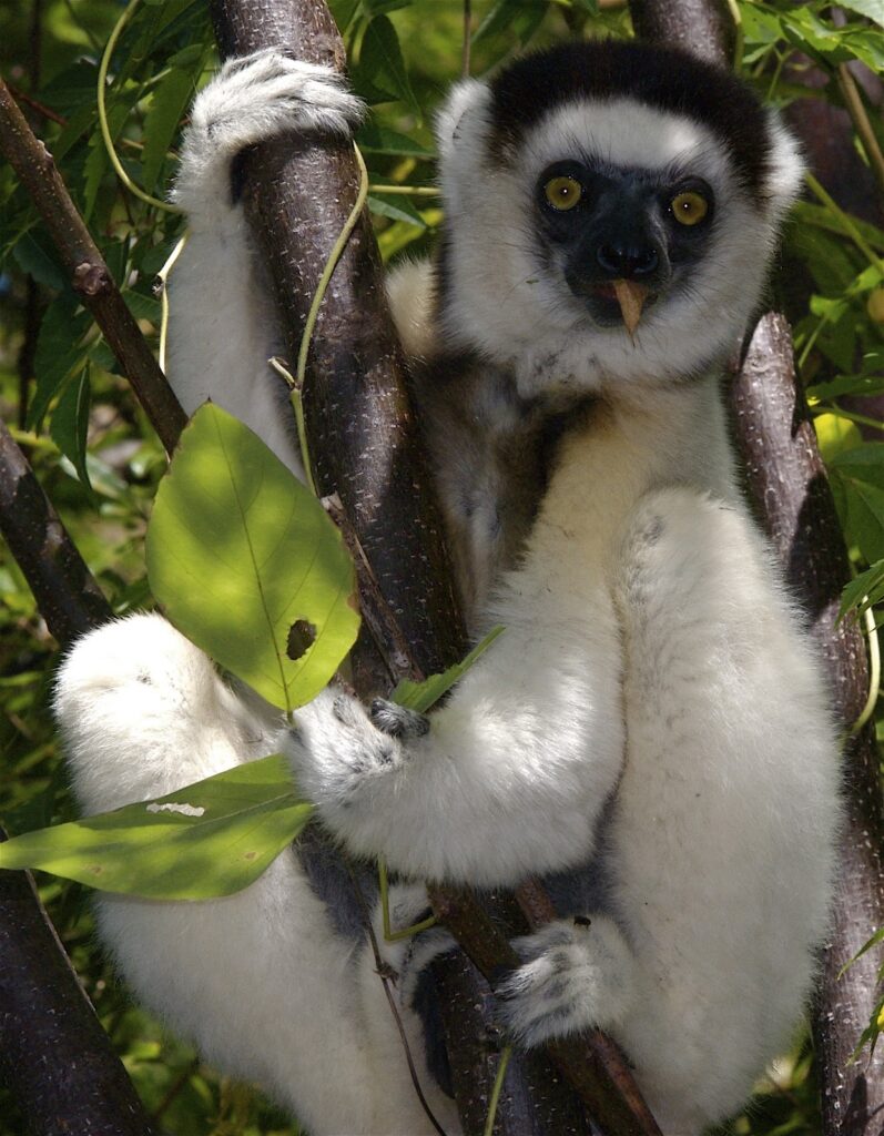 Madagascar, Madagascar del sud, viaggi, tour operator, agenzia di viaggi, viaggi in madagascar, travel expert, tour operator in italia, FIANARANTSOA, FORESTA DI ANJA & IL PARCO ISALO, Parco Nazionale di Ranomafana, Antananarivo, Toliary, Ifaty, Antsirabe, lemure, barriera corallina, africa, viaggi di gruppo, viaggi organizzati