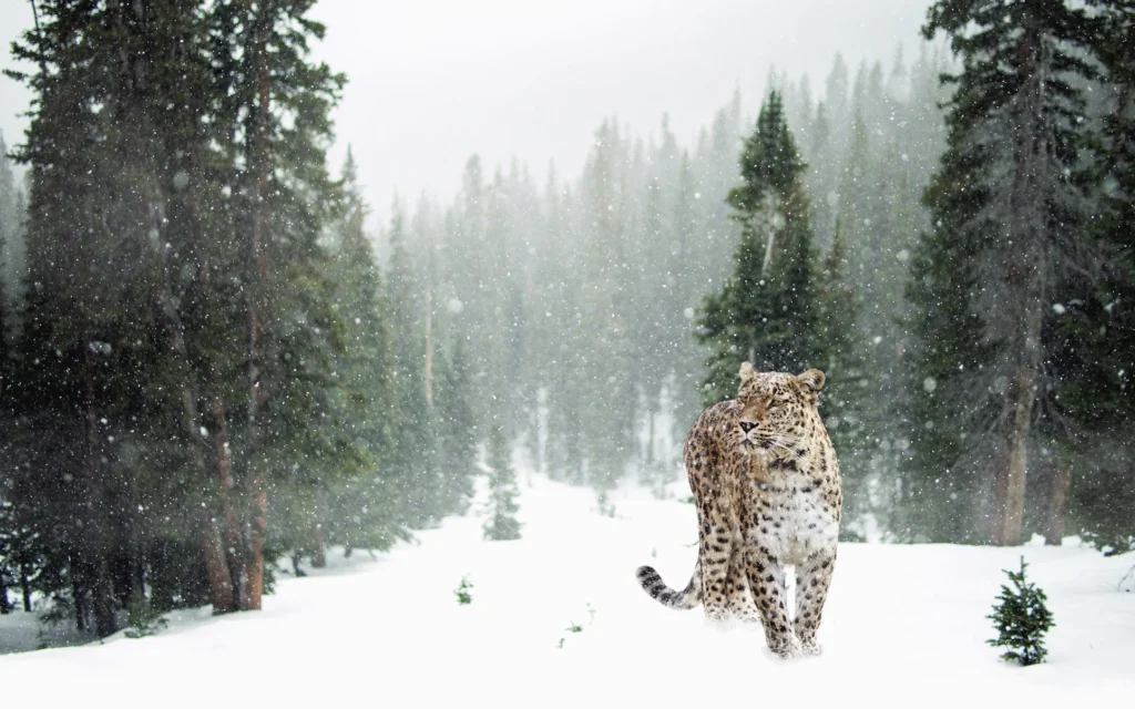 Avvistamento del leopardo delle nevi durante un viaggio naturalistico in Pakistan