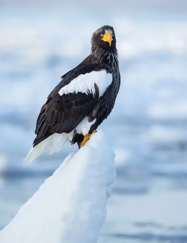 viaggio fotografico in giappone 2027, hokkaido, tokyo, monte fuji, gru della manciuria, aquile di steller, macachi delle nevi, fotografia naturalistica