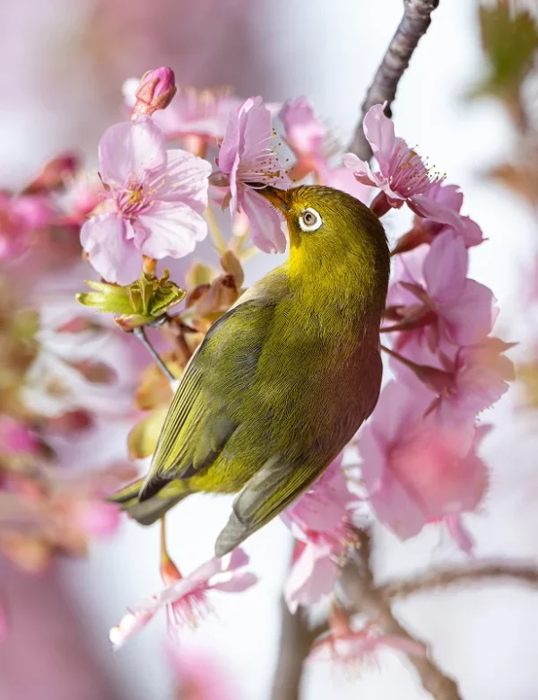 viaggio fotografico in giappone 2027, hokkaido, tokyo, monte fuji, gru della manciuria, aquile di steller, macachi delle nevi, fotografia naturalistica