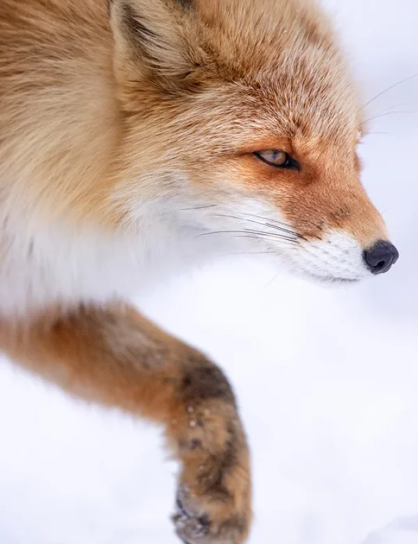viaggio fotografico in giappone 2027, hokkaido, tokyo, monte fuji, gru della manciuria, aquile di steller, macachi delle nevi, fotografia naturalistica