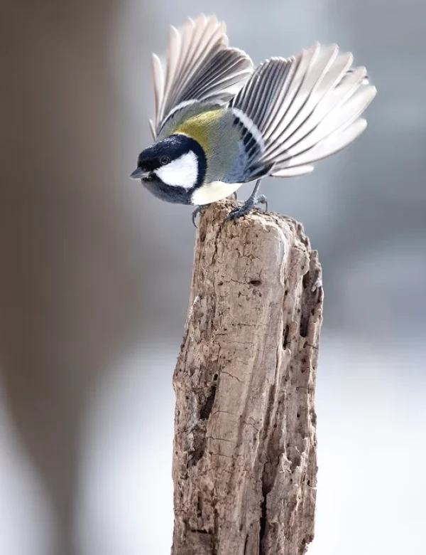 viaggio fotografico in giappone 2027, hokkaido, tokyo, monte fuji, gru della manciuria, aquile di steller, macachi delle nevi, fotografia naturalistica