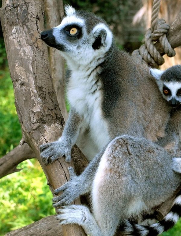 Madagascar, Madagascar del sud, viaggi, tour operator, agenzia di viaggi, viaggi in madagascar, travel expert, tour operator in italia, FIANARANTSOA, FORESTA DI ANJA & IL PARCO ISALO, Parco Nazionale di Ranomafana, Antananarivo, Toliary, Ifaty, Antsirabe, lemure, barriera corallina, africa, viaggi di gruppo, viaggi organizzati