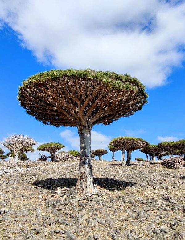 Socotra