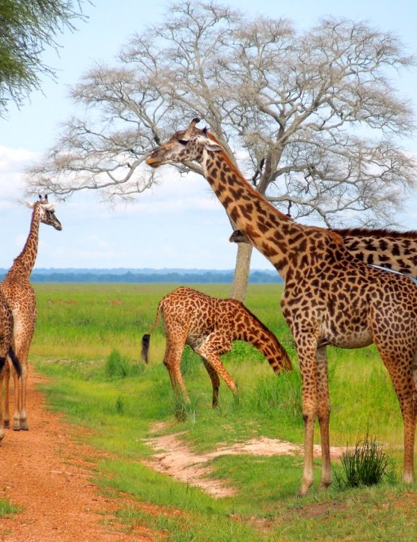 Parchi Ovest Tanzania - Katavi National Park