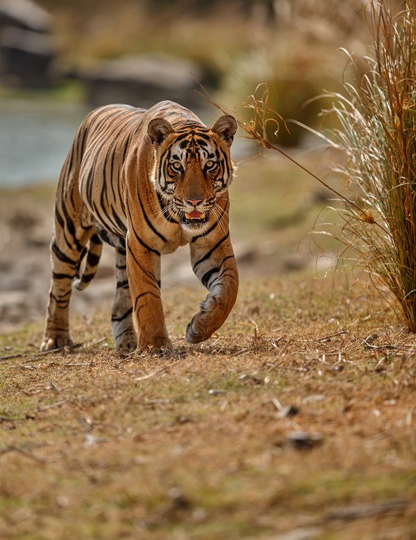 india, odisha, chhattisgarh, madhya pradesh, danda yatra, tribù, kanha, safari, tigri, mercati tribali, viaggio, tour, zero confini