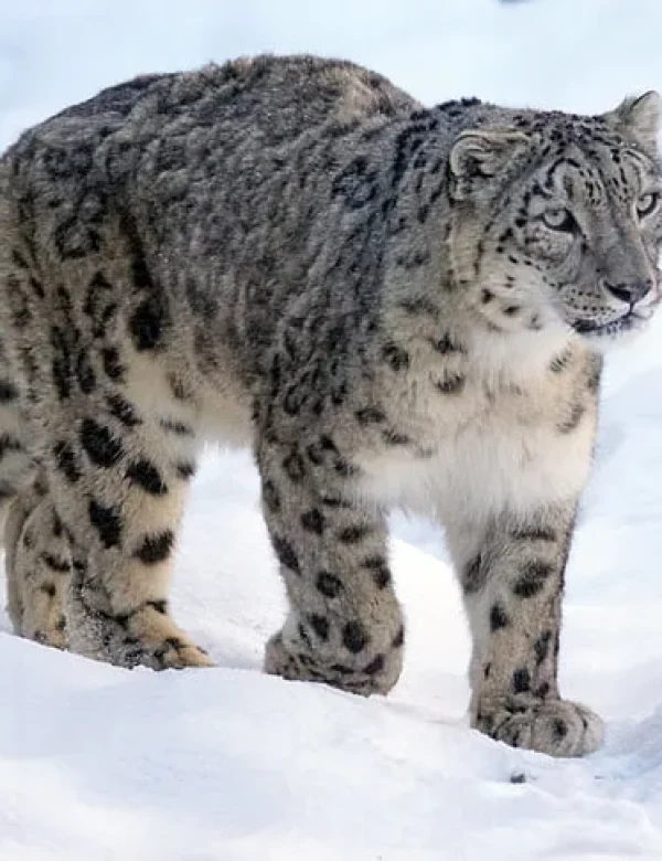 Avvistamento del leopardo delle nevi durante un viaggio naturalistico in Pakistan