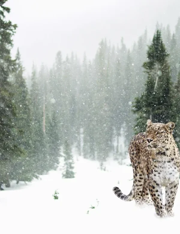 Avvistamento del leopardo delle nevi durante un viaggio naturalistico in Pakistan