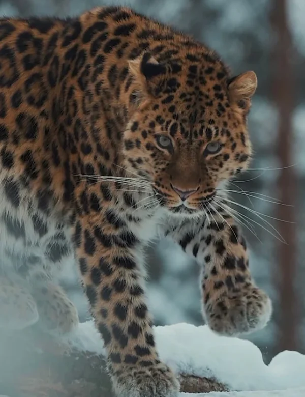 Avvistamento del leopardo delle nevi durante un viaggio naturalistico in Pakistan