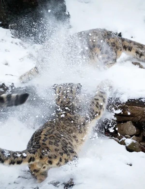 Avvistamento del leopardo delle nevi durante un viaggio naturalistico in Pakistan