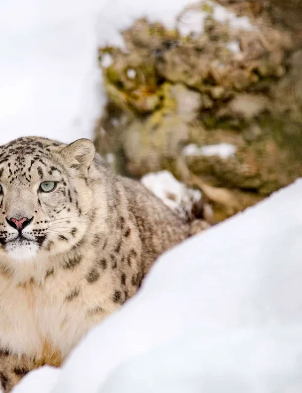 Avvistamento del leopardo delle nevi durante un viaggio naturalistico in Pakistan