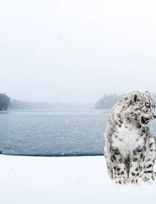 Avvistamento del leopardo delle nevi durante un viaggio naturalistico in Pakistan