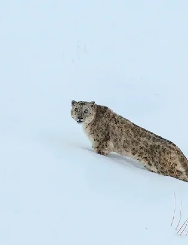 Avvistamento del leopardo delle nevi durante un viaggio naturalistico in Pakistan