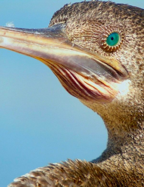 Socotra fotografica