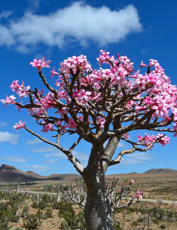 socotra001