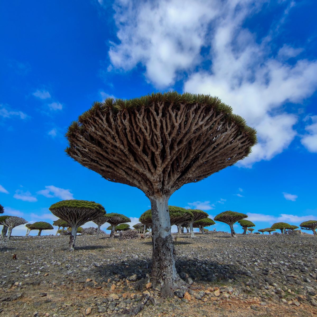 Capodanno in Yemen: continentale e Socotra